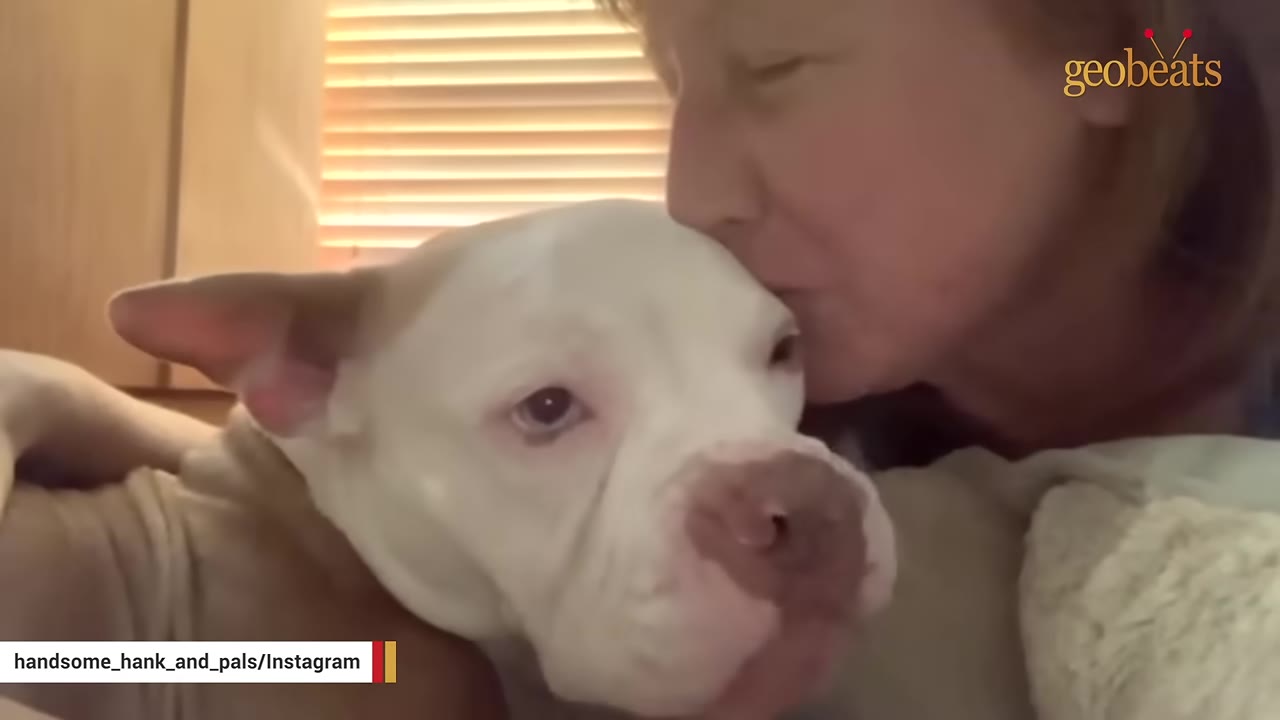 A close-up shot of a white and tan dog being kissed on the head by a woman.