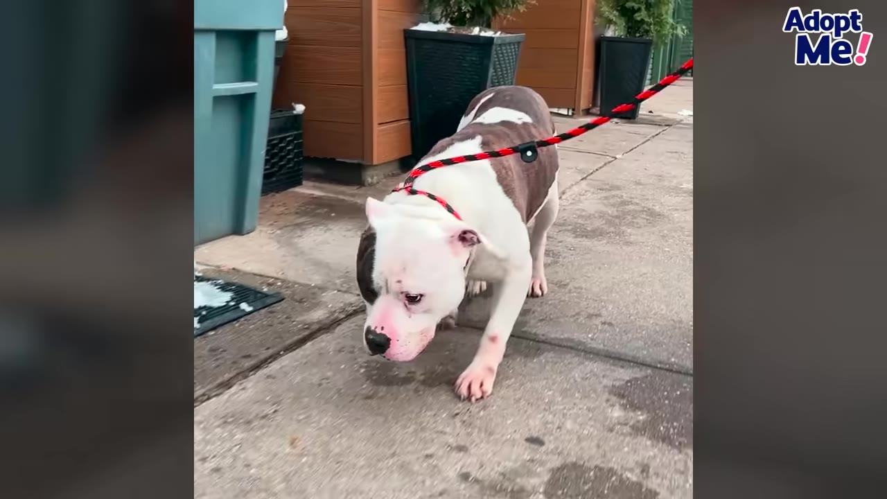 A brown and white dog on a red and black leash walks cautiously on a concrete sidewalk with his head held low.