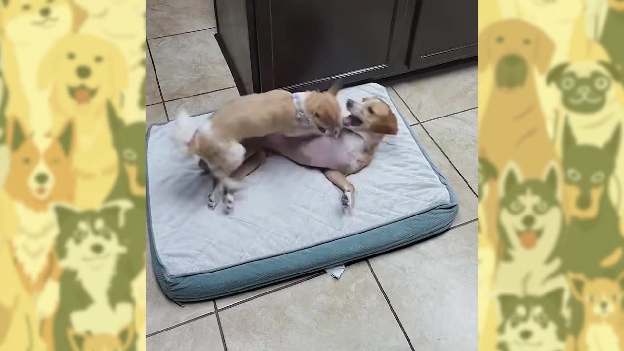 A tiny light-colored puppy plays playfully on a dog bed with another small dog.