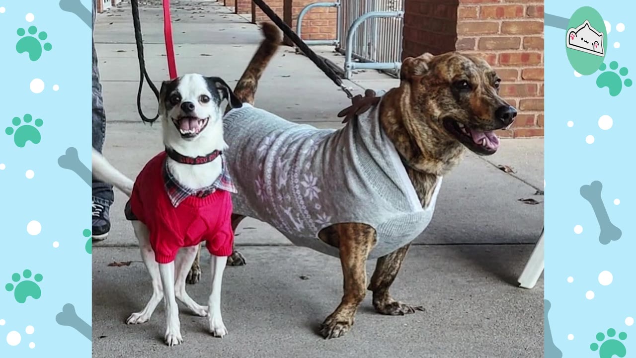 A small black and white dog wearing a red sweater stands next to a larger brindle dog wearing a grey sweater on a concrete sidewalk.