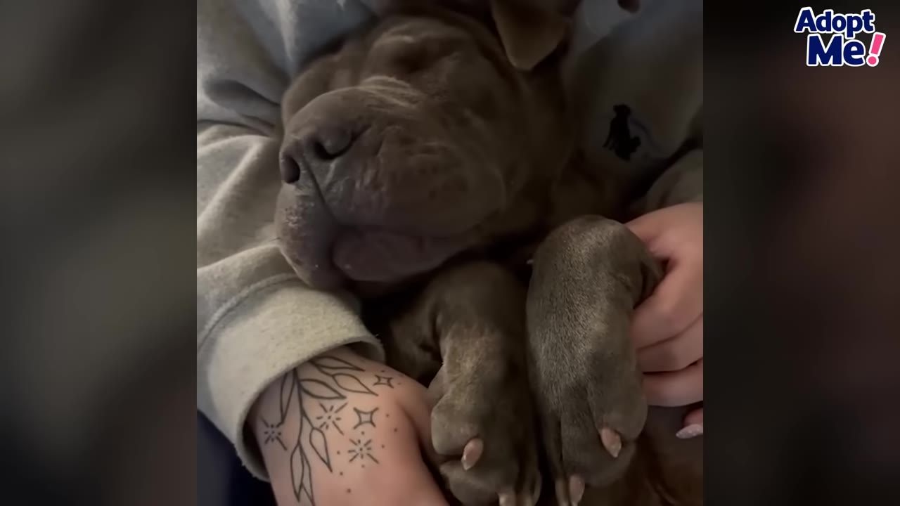 A close-up shot of a grey dog resting peacefully while being held in the arms of a person wearing a grey sweatshirt.