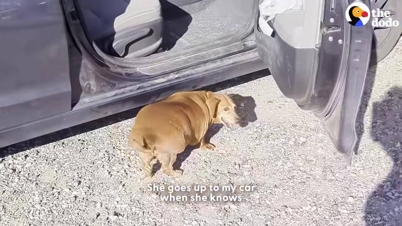 A brown dachshund stands on a gravel driveway next to an open car door, looking back towards the camera.