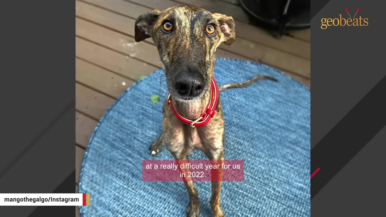 A brindle Galgo dog named Mango wearing a red collar sits on a blue circular rug, looking up at the camera with wide, expressive eyes.
