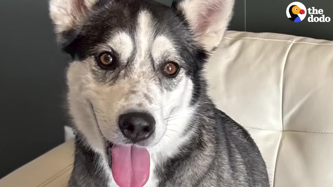 A close-up portrait of a black and white husky looking directly at the camera with its tongue sticking out.