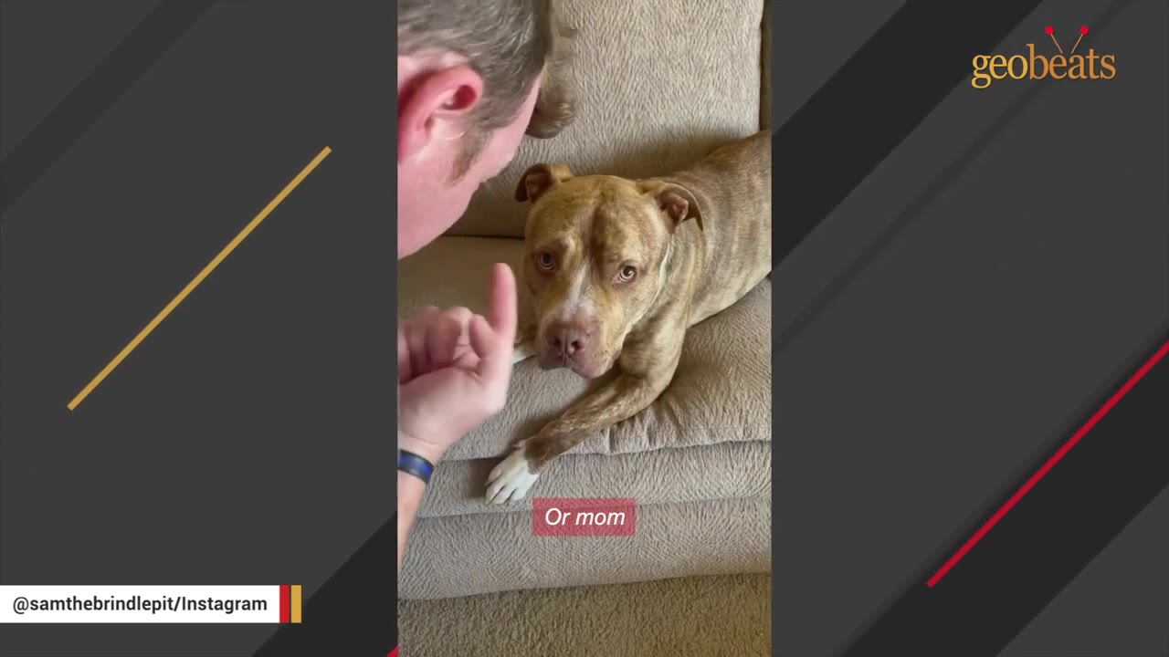 A man holds up a finger to a brindle pit bull lying on a beige couch, who looks up at him with a gentle expression.
