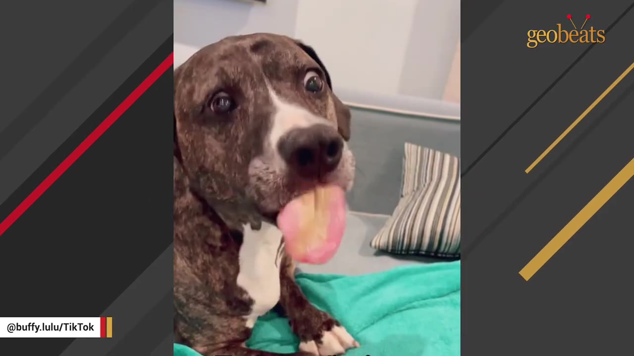 A close-up of a brindle dog with wide eyes licking its nose with its tongue fully out, looking goofy while sitting on a couch.