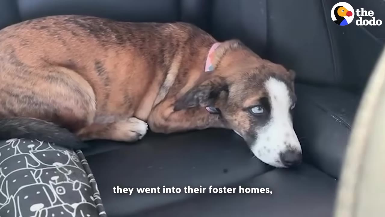 A brown and white puppy with blue eyes lies on a black leather car seat during transport.