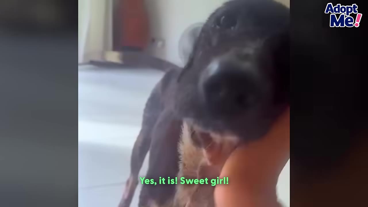 A close-up of a healthy black dog being gently petted on the chin by a person's hand.