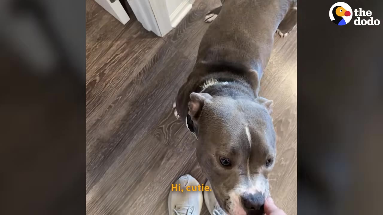 A close-up, high-angle shot of a grey and white pit bull looking up affectionately as a hand gently touches its chin.