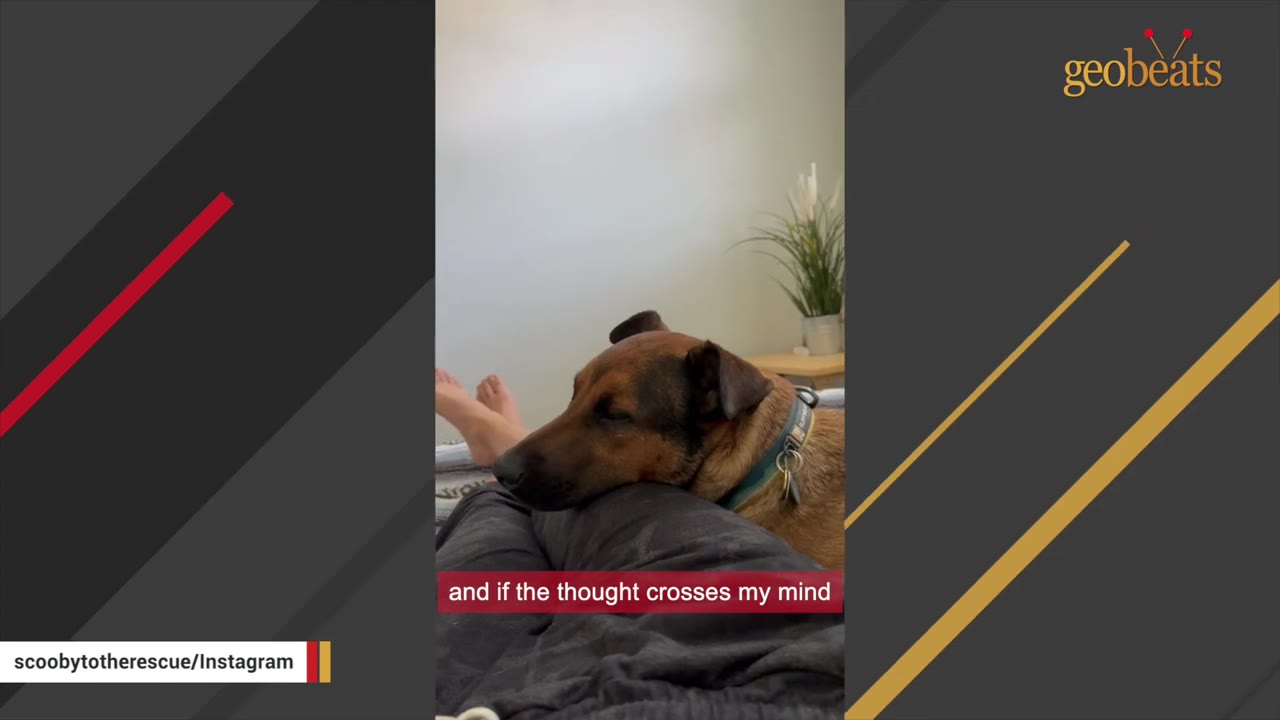 A brown dog resting its head on a person's lap while they lie down together.