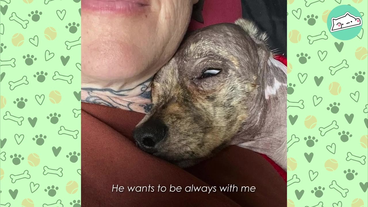 A close-up of a small, hairless dog snuggling closely against his owner's neck and chest.