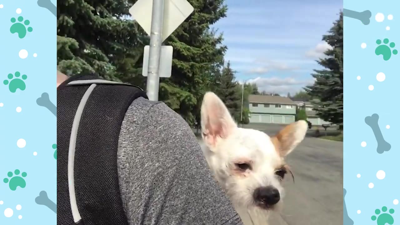 A small white dog with pointed ears peeks out from a black backpack worn by a person walking outdoors.