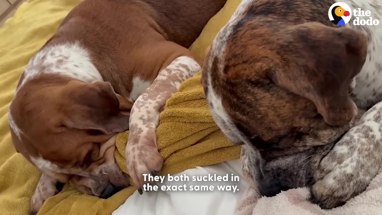 Two brown and white speckled dogs lying down next to each other, suckling on blankets.