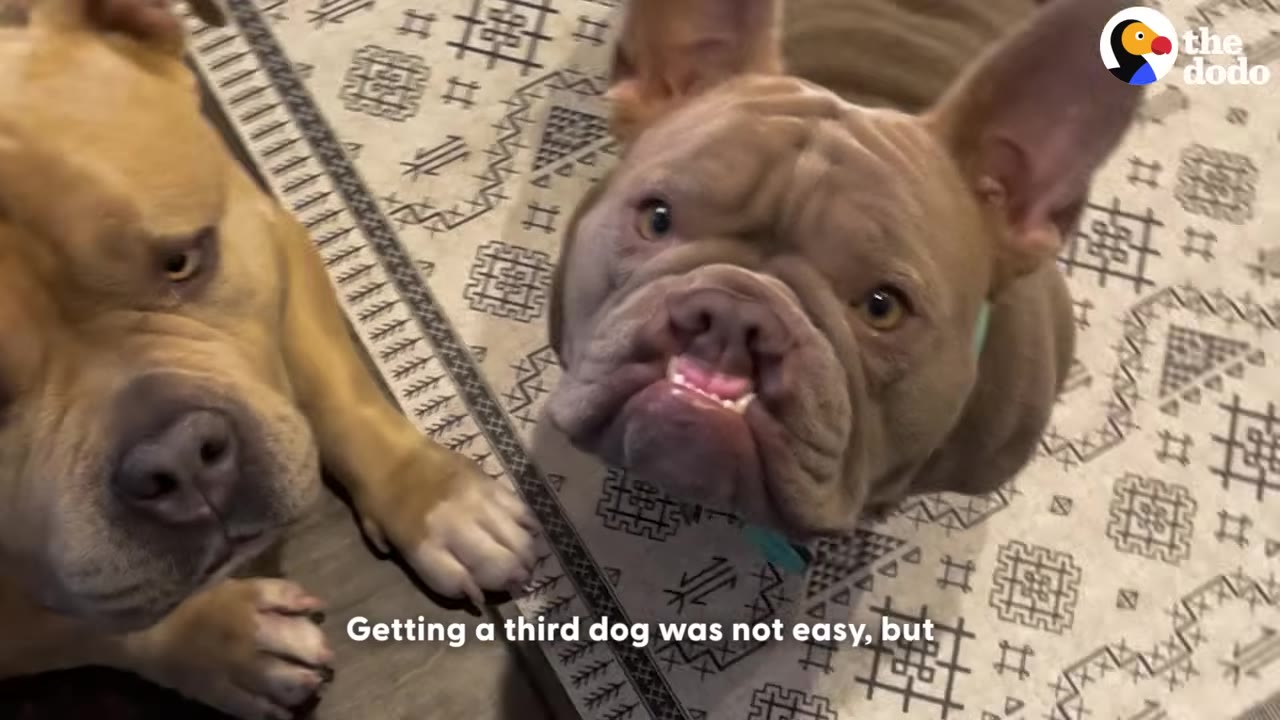 Two bulldog-type dogs lying side-by-side on a patterned rug, looking up at the camera.