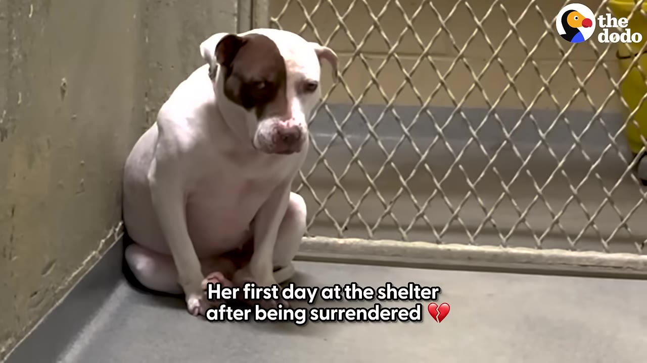A sad white dog with a brown patch over its left eye sits hunched in the corner of a concrete shelter kennel.