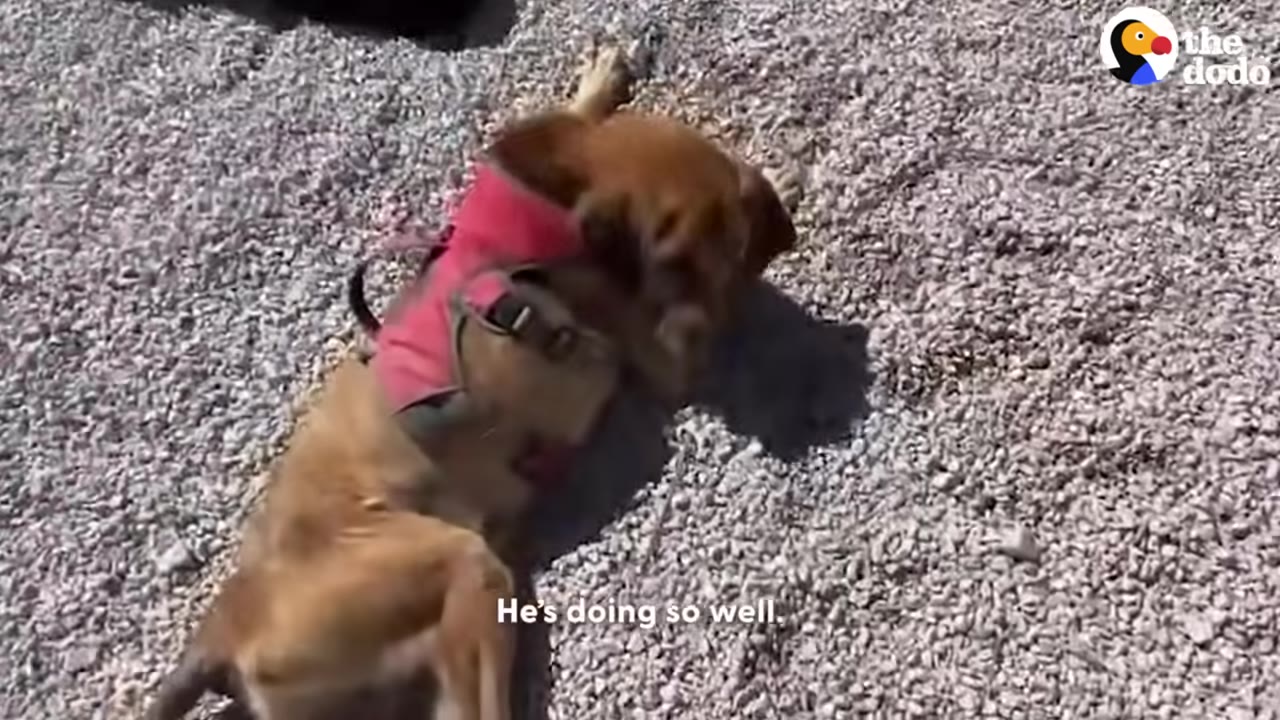 A brown dog wearing a pink harness rolls on its back on a gravel surface in the bright sunlight.