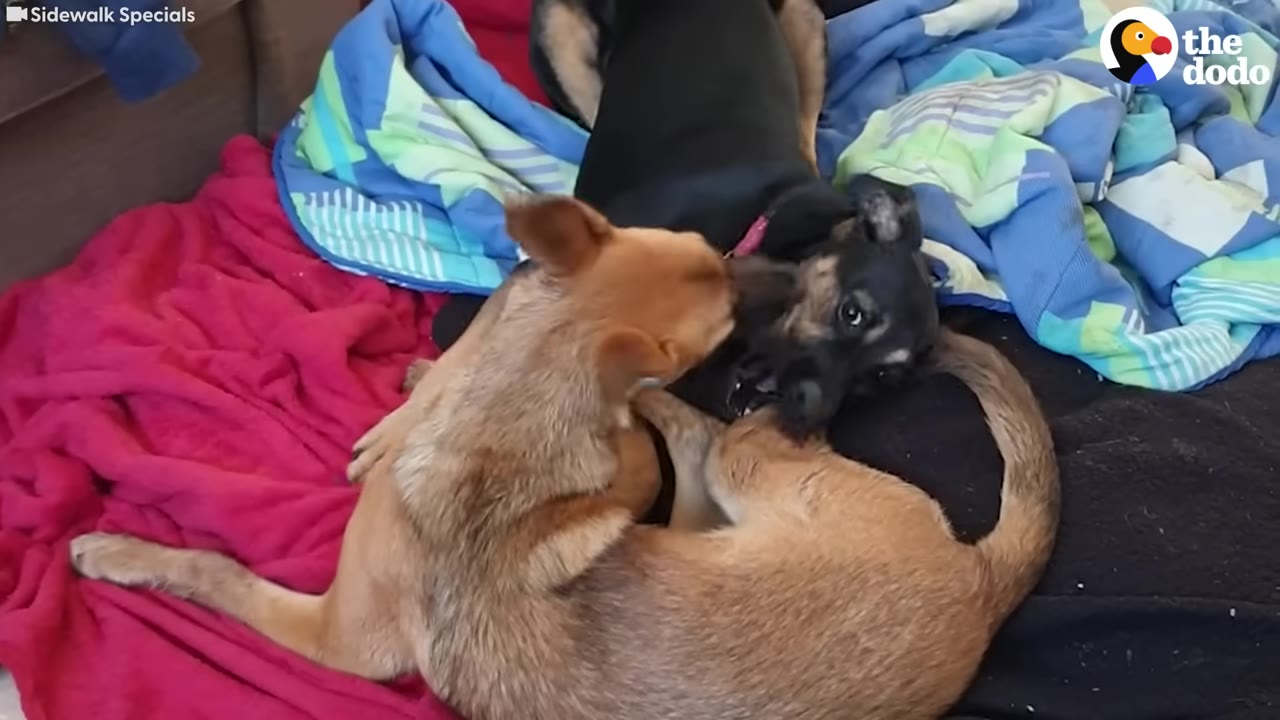 A small brown dog and a black dog with a pink collar play together on colorful blankets.