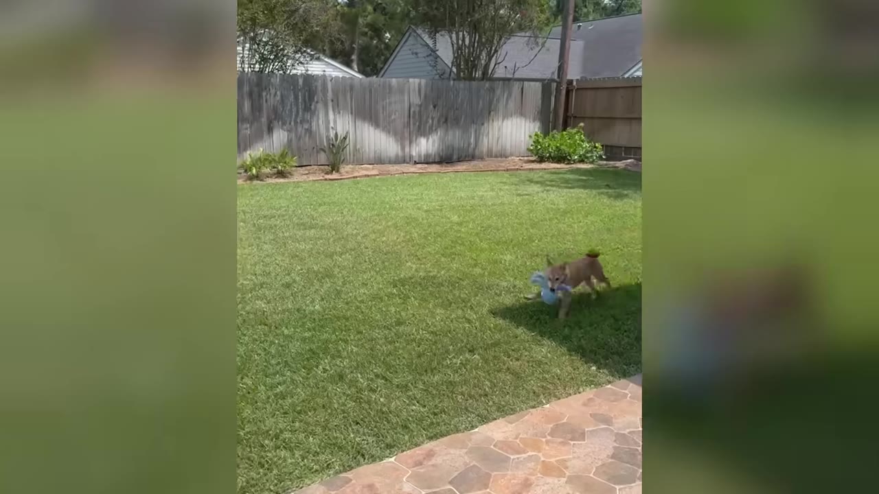 A small brown puppy runs across a green grassy lawn in a backyard, carrying a blue toy in its mouth.