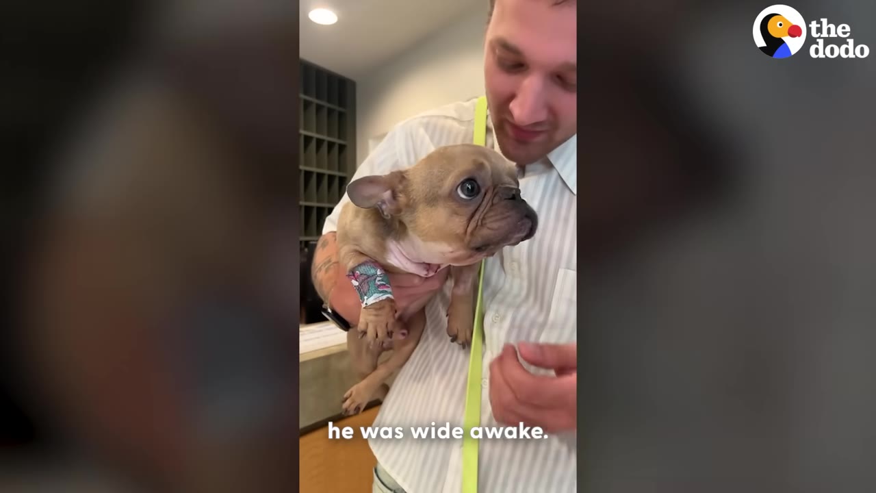 A small French bulldog puppy with a bandage on its front leg is held in a man's arms, looking alert and wide awake after surgery.