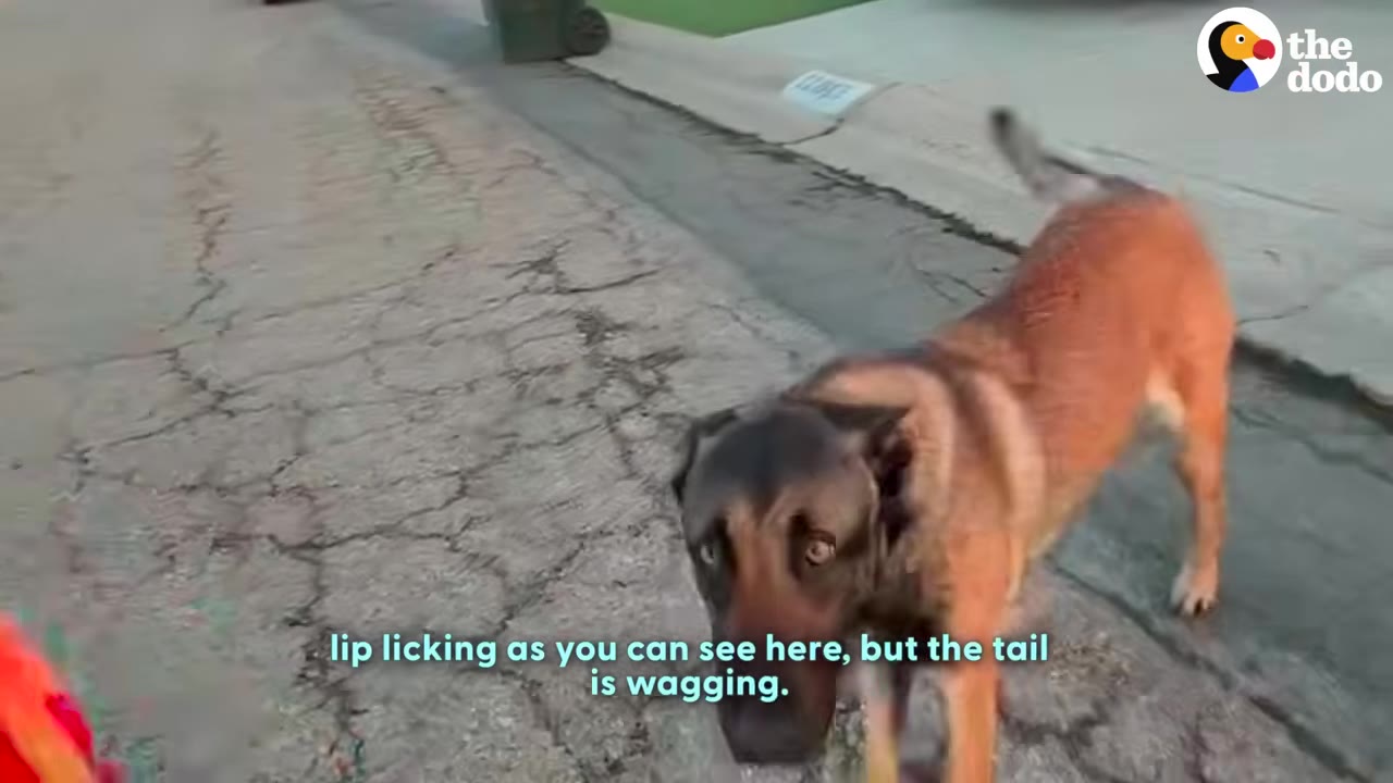 A brown dog with a dark muzzle stands on a paved street, looking towards the camera with its tail raised.