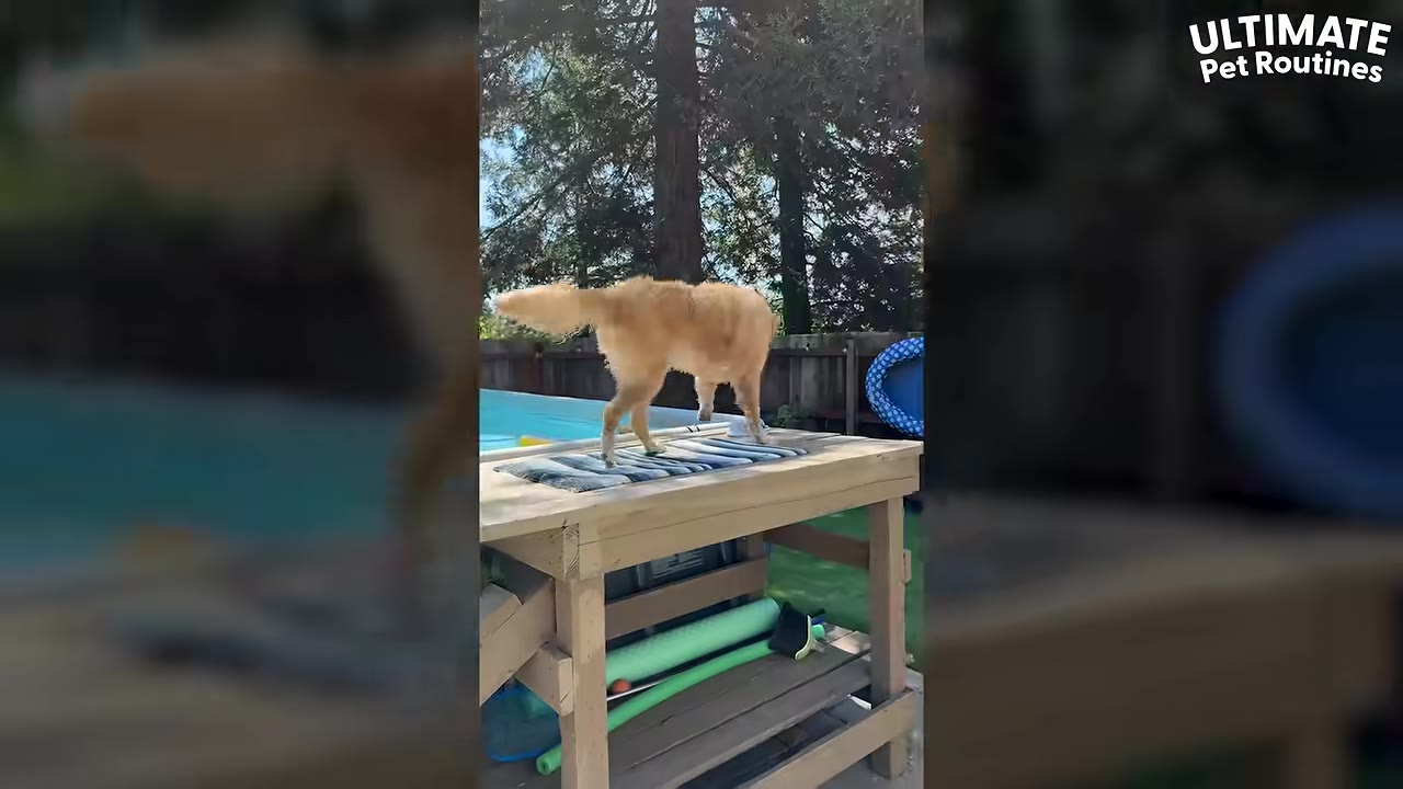 A golden retriever walks on a custom-built wooden ramp next to a swimming pool.