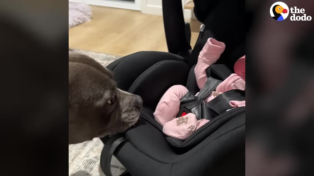 A grey dog cautiously sniffs a baby wearing pink clothing in a black car seat carrier.