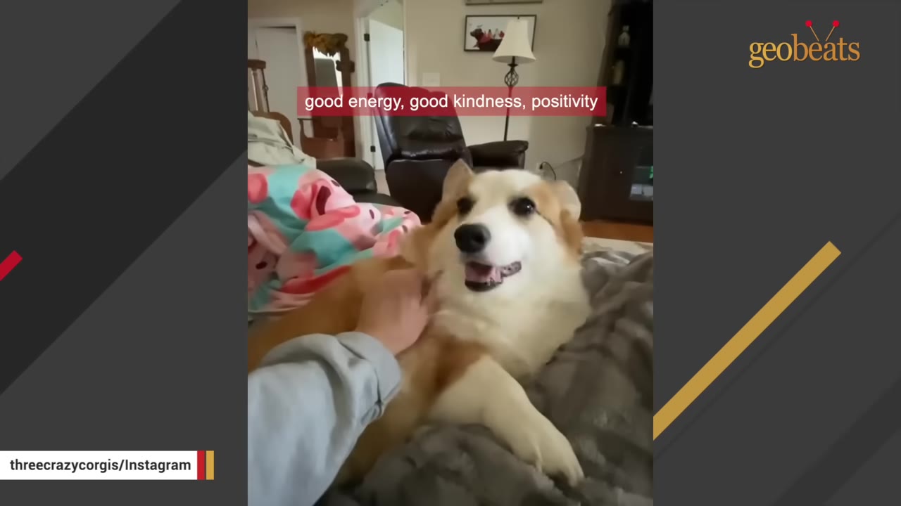 A fluffy corgi lies on a bed, smiling happily as a person gently pets its chest.