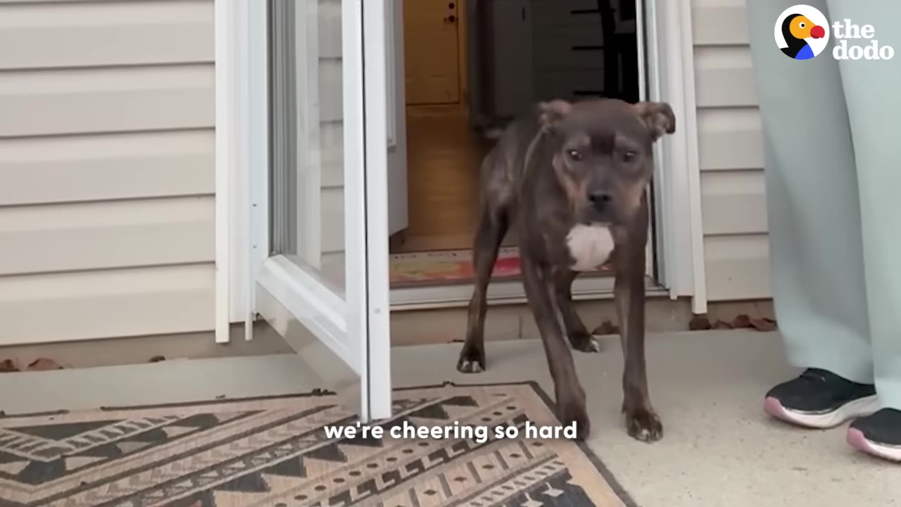 A brown dog with a white chest stands cautiously in an open doorway, looking forward with a slightly hesitant expression.