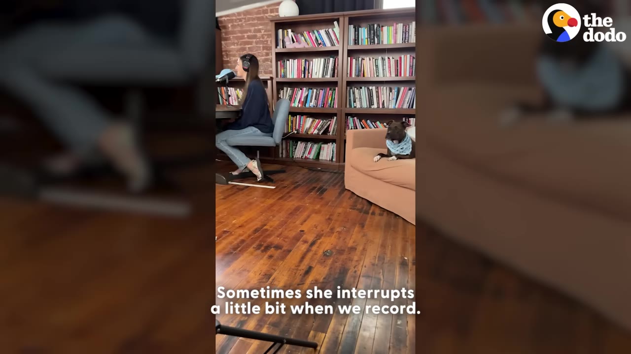 A woman wearing headphones sits at a desk with a microphone in a room with bookshelves, while a dark dog wearing a blue bandana sits on a nearby couch.