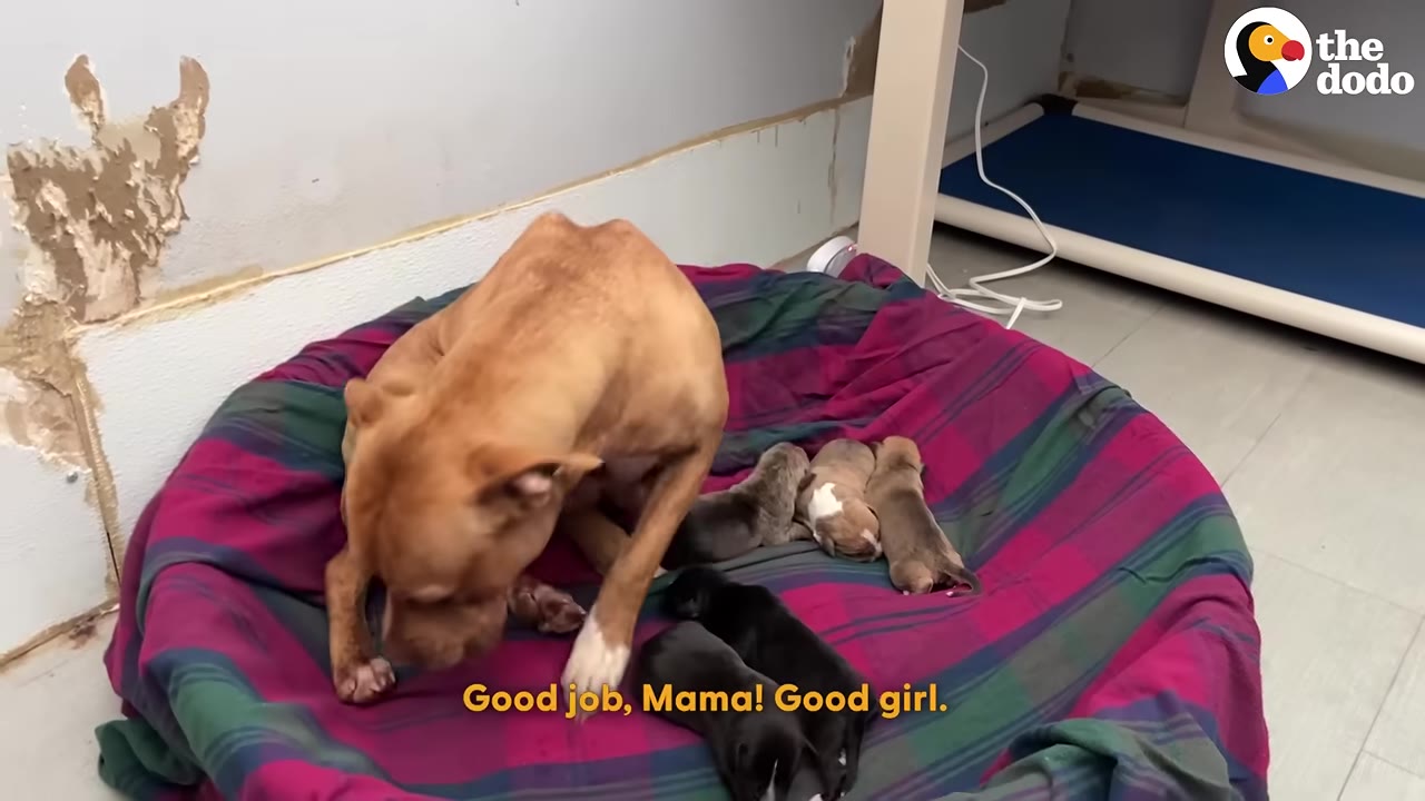 A thin brown mother dog sits on a purple and green plaid blanket next to her newborn puppies.