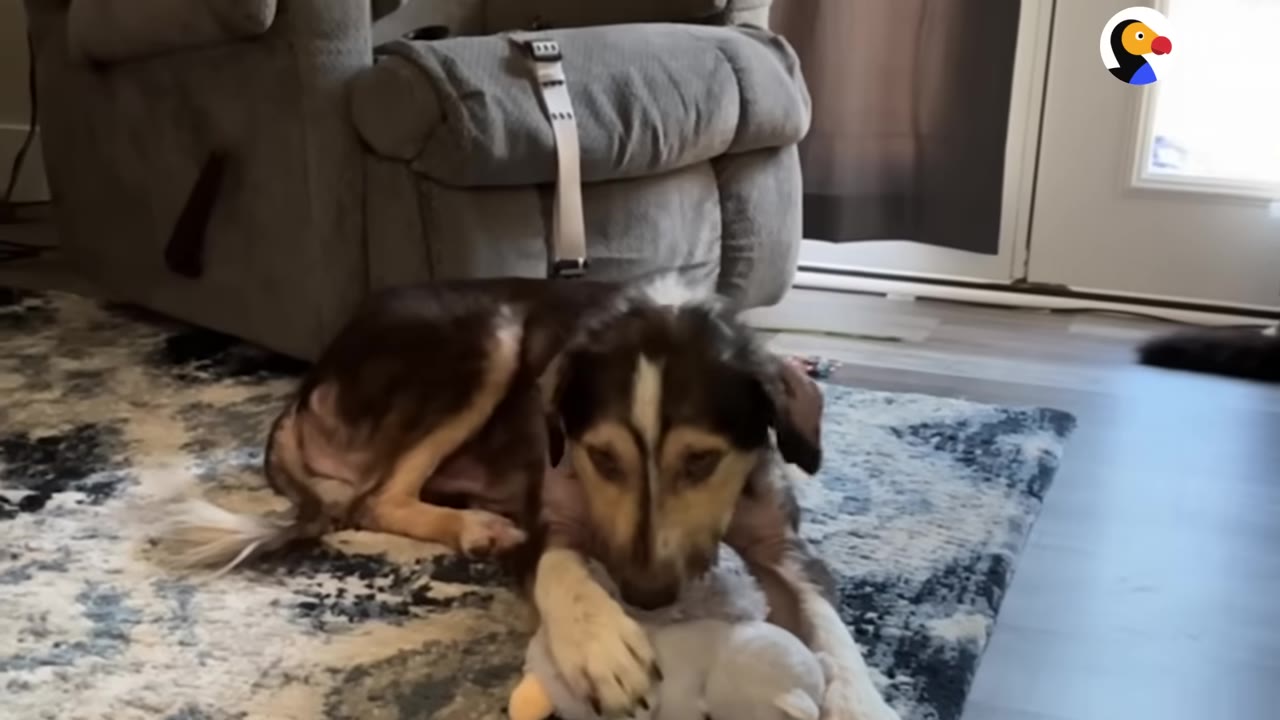 A dog with patchy fur lies on a patterned rug, holding a plush toy between its paws.