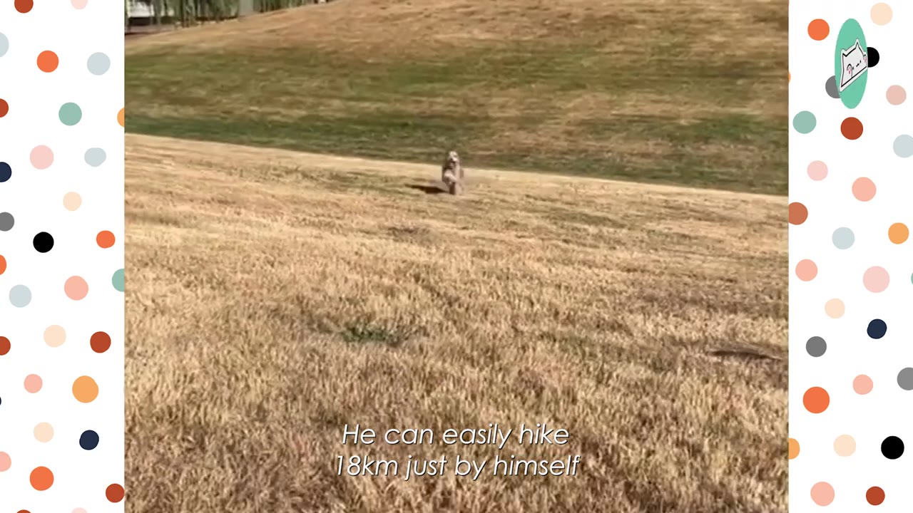 A small dog running up a grassy hill with text overlay that reads 'He can easily hike 18km just by himself'.