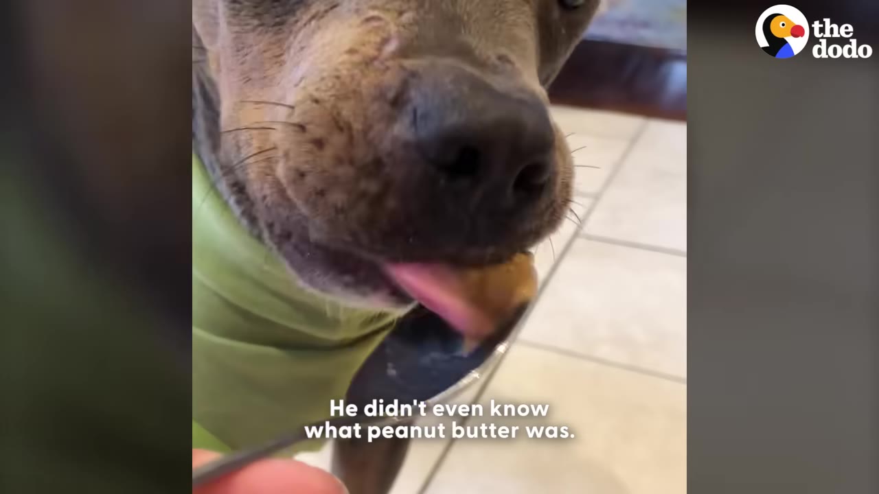 A close-up of a brown dog wearing a green shirt licking peanut butter off a spoon.
