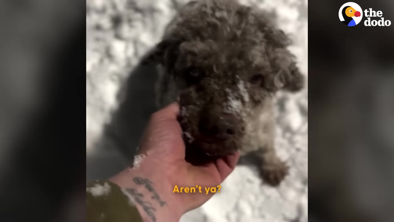 A close-up of a curly-haired brown dog with snow on its face being gently petted under the chin by a person's hand, with a snowy background.