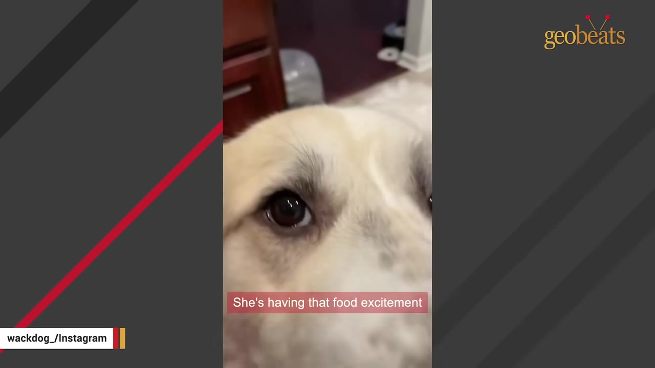 A close-up of a light-colored dog's face with text overlay reading 'She's having that food excitement'.