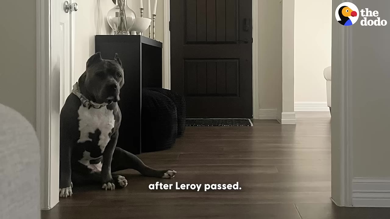 A grey and white pit bull sits on a wooden floor in a hallway with one hind leg stretched out to the side.
