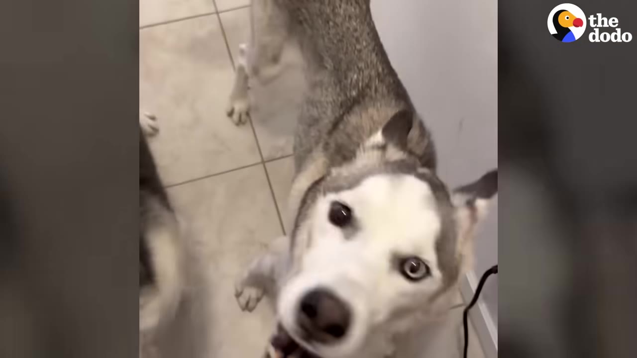 A close-up shot of a husky looking up with wide, bright eyes on a tiled floor.