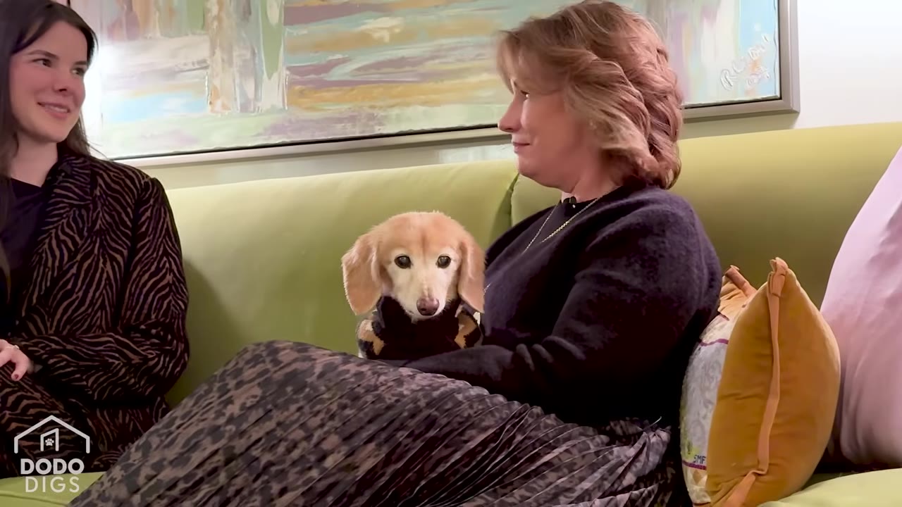 A close-up shot of a senior dachshund wearing a sweater, sitting in the lap of a woman on a green couch.