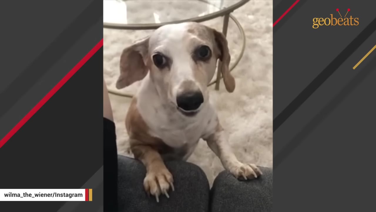 A close-up shot of Wilma, a light brown and white dachshund, looking up with wide eyes while resting her front paws on a grey cushion.