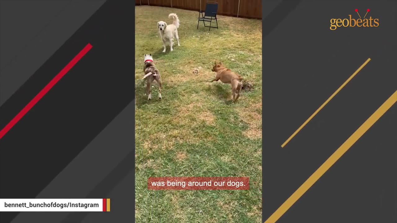 Three dogs, including a white retriever and two brown dogs, interact and play together in a grassy backyard.