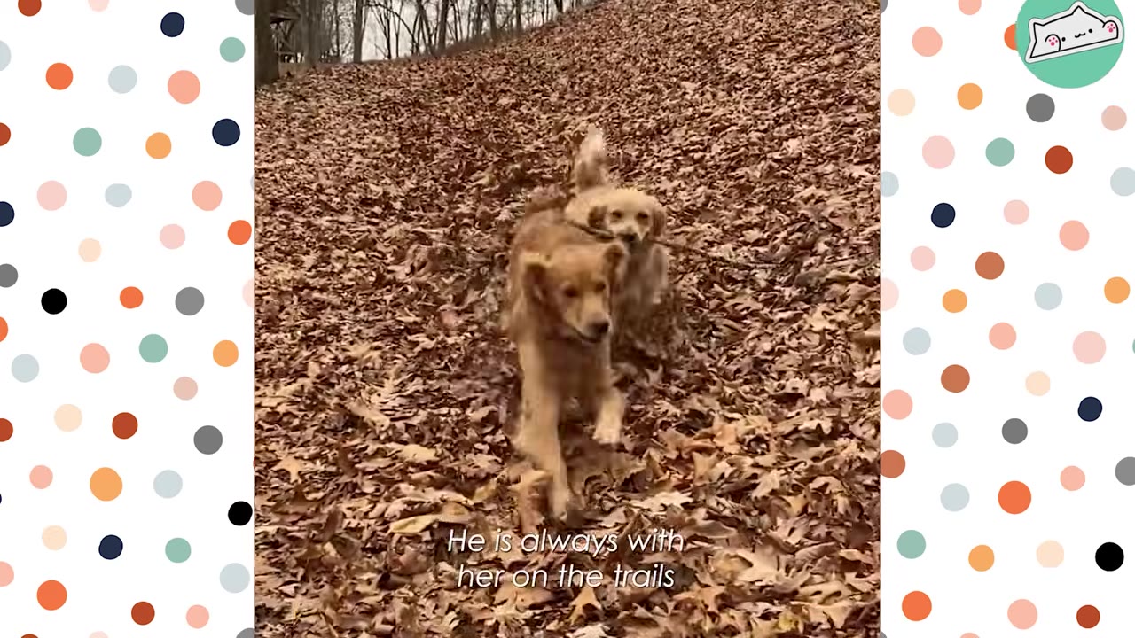 Two golden-colored dogs run side-by-side through a thick layer of fallen autumn leaves on a wooded trail.