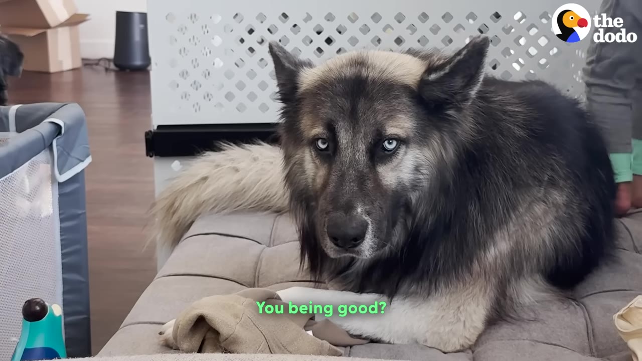 A fluffy, wolf-like dog with striking blue eyes lies comfortably on a grey tufted couch inside a home, looking directly at the camera.