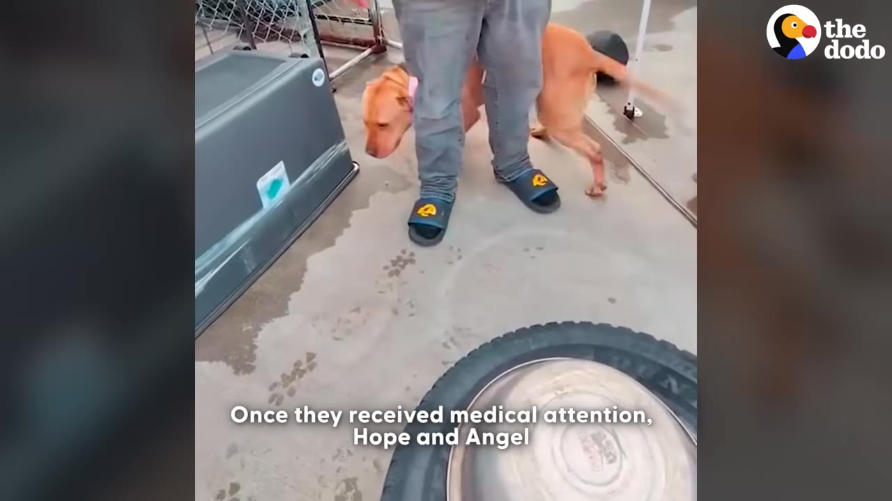 A tan dog walks around a person's legs in an outdoor area with a dog house nearby.