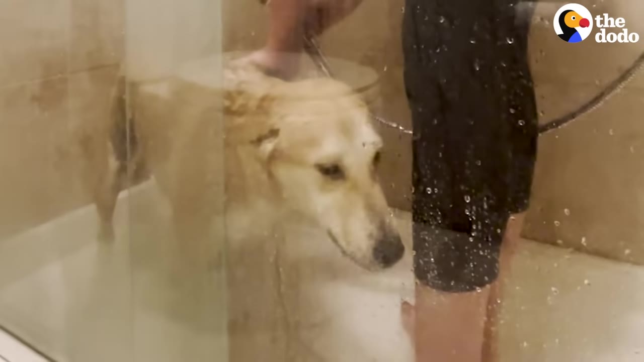 A light-colored dog stands inside a glass-walled shower stall while being bathed by a person.