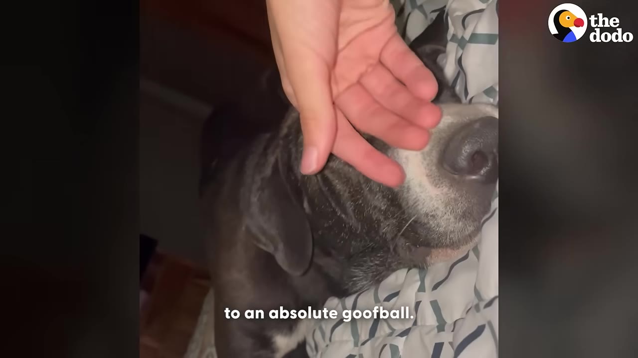 A close-up shot of a black and white dog lying down while a person's hand gently pets its face.