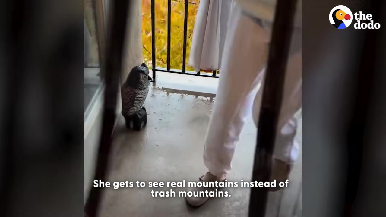 A person in white pants walks onto a balcony where a plastic owl decoy stands near the railing.
