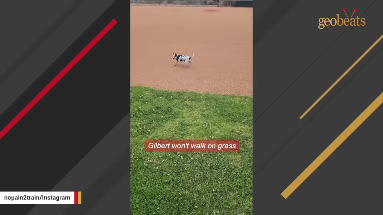 A small white and black dog walks on the dirt of a baseball field, staying off the green grass in the foreground.