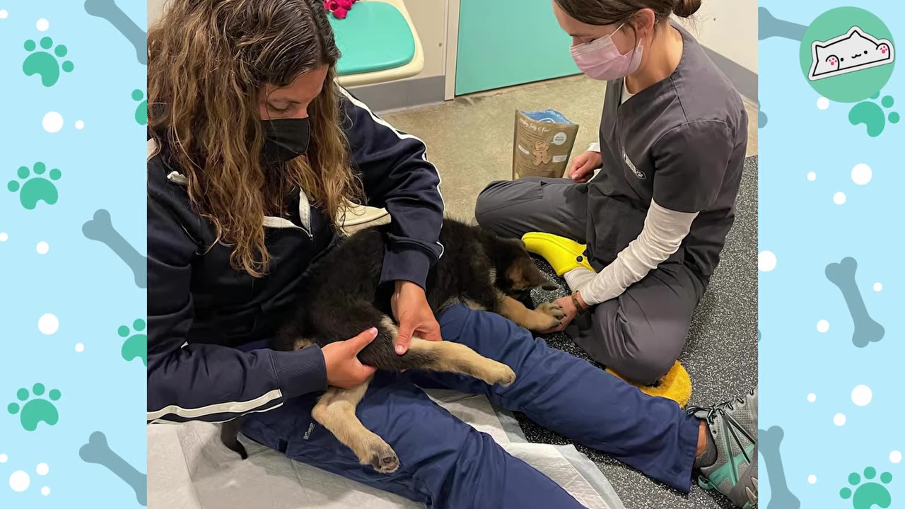 Two veterinary care workers wearing face masks gently work on a German Shepherd puppy's legs while sitting on the floor.