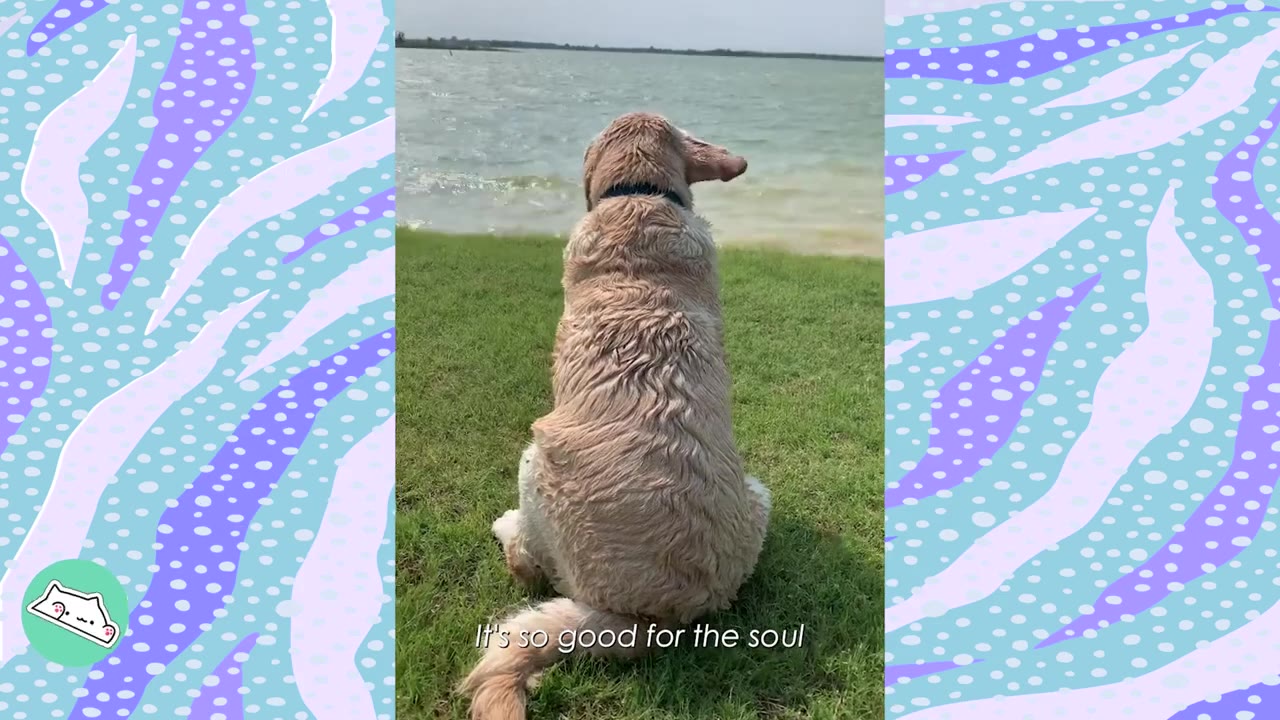 A wet light-colored dog sits on green grass facing away from the camera, looking out at a body of water under a bright sky.