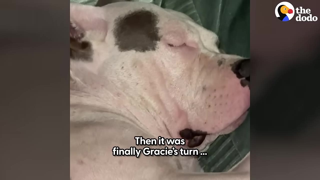 A close-up of a white dog with a dark patch over its eye sleeping peacefully, with text overlay reading 'Then it was finally Gracie's turn...'